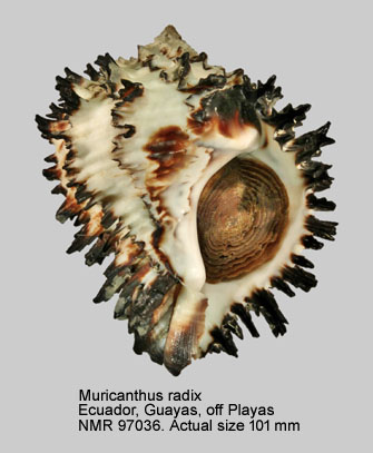 Muricanthus radix.jpg - Muricanthus radix (Gmelin,1791)
